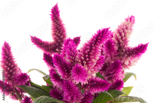 Fototapeta Naklejka Na Ścianę i Meble -  Cockscomb celosia spicata plant
