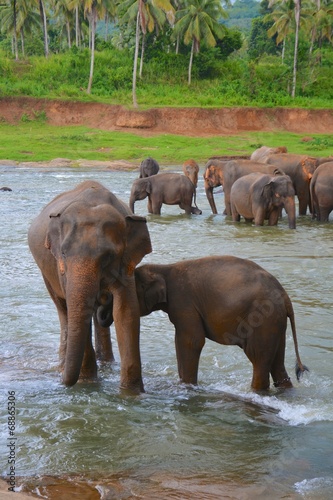 troupeau d'éléphants sri lanka pinnawala © hcl12
