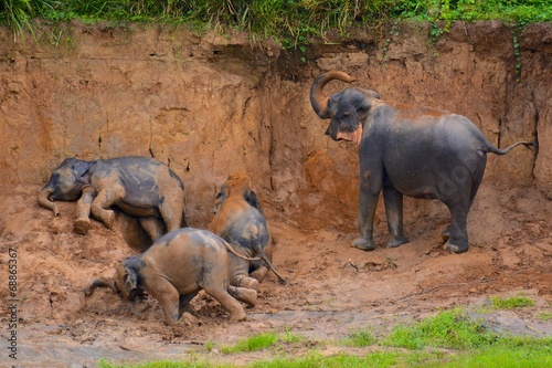 bain de boue troupeau d'éléphants sri lanka pinnawala photo