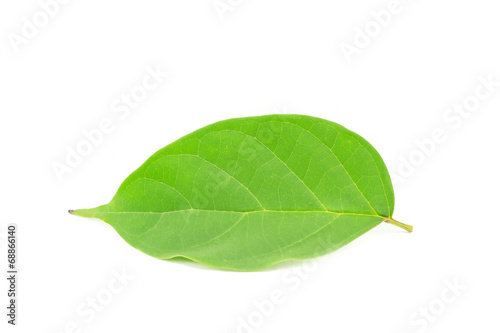 Green leaf isolated on white background photo