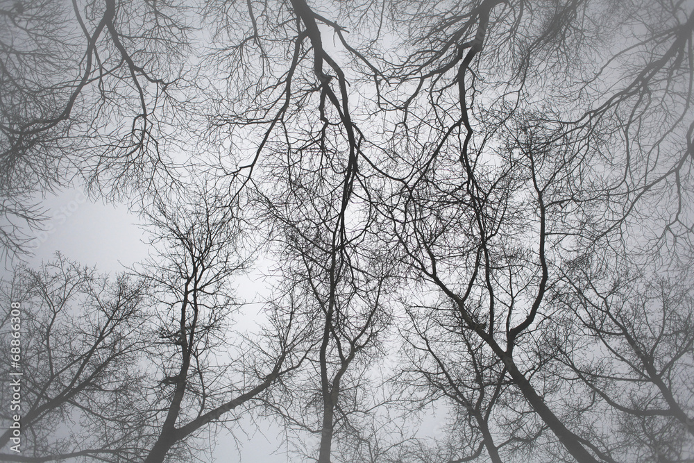Autumn branches without leaves top Autumn branches without leaves top