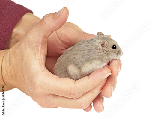 Dwarf Hamster Sat in a Pair of Hands