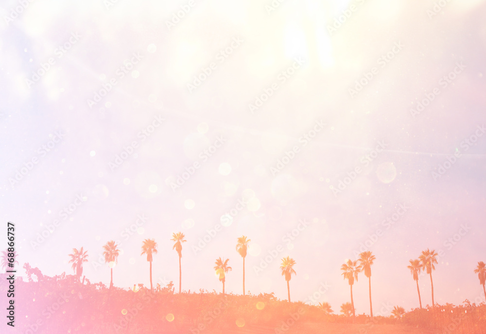 Fototapeta premium open view of palm trees. retro filtered image