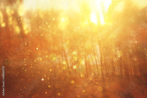 blurred abstract photo of light burst among trees and glitter bo