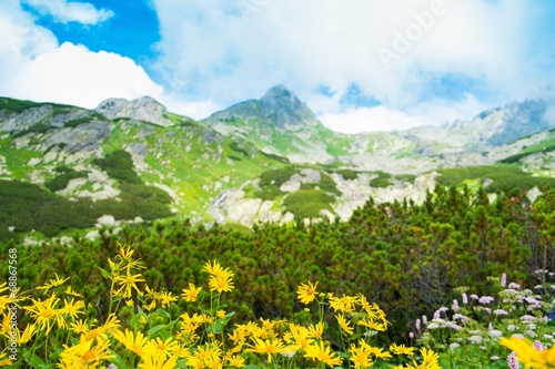 Yellow flowers against beautiful mountain view