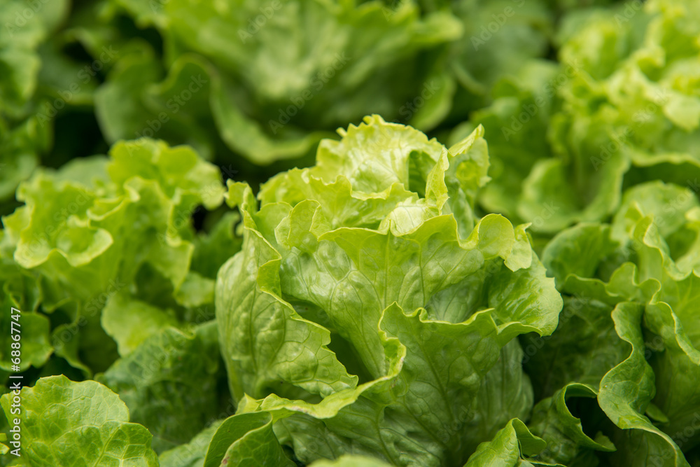 lettuce plant in field