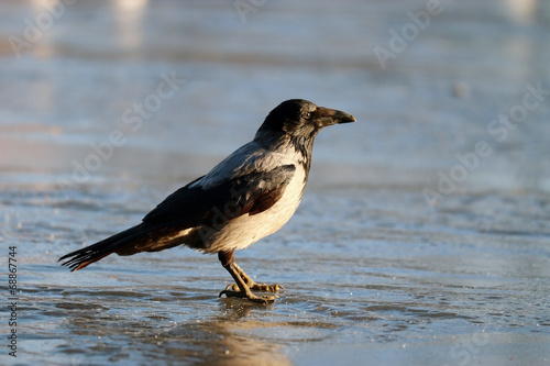 crow ice winter wildlife