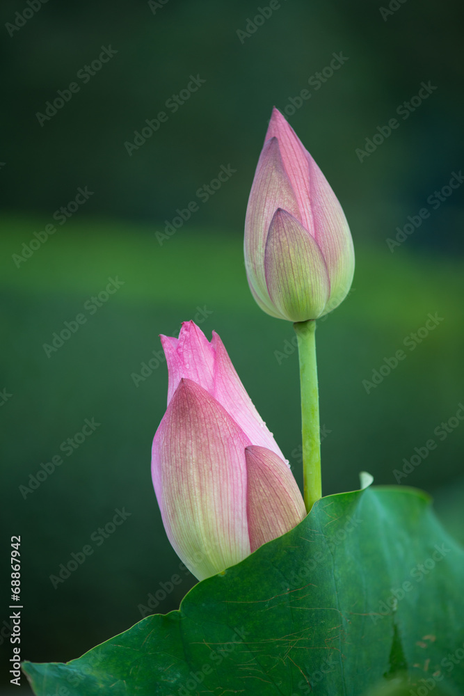Fototapeta premium blooming lotus flower