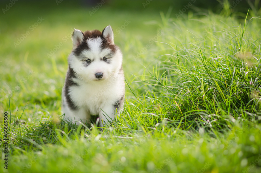 Puppy siberian husky on grass Puppy siberian husky on grass