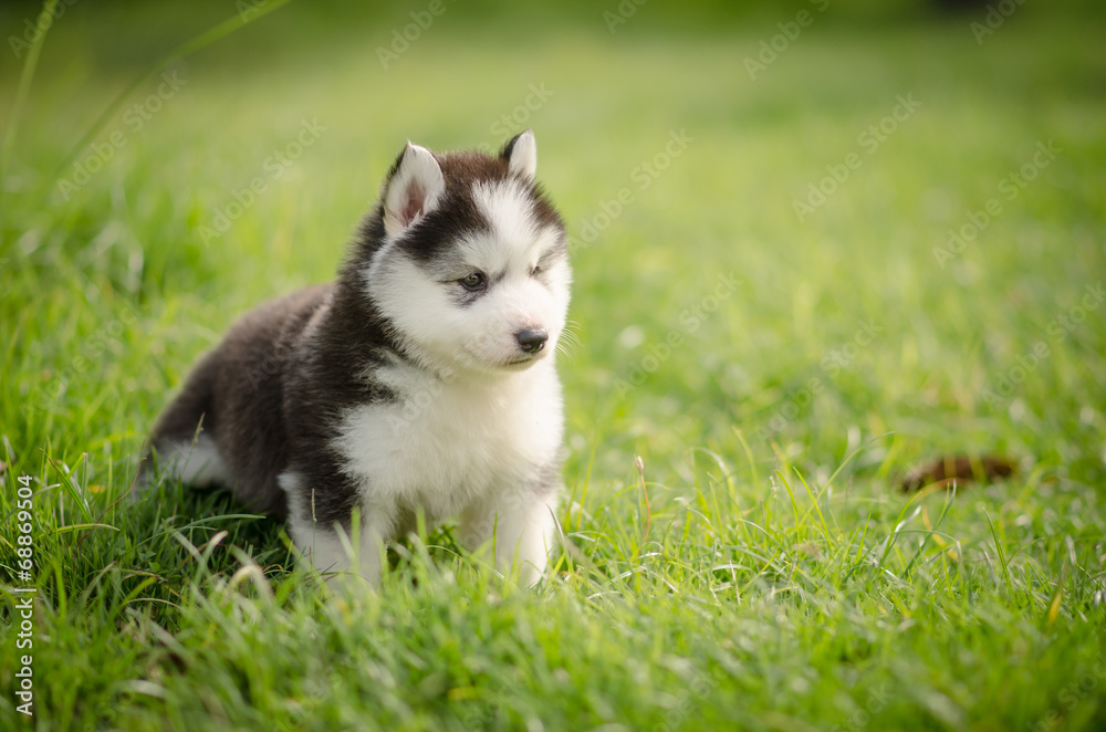 Puppy siberian husky  on grass