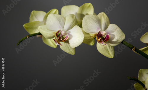 White orchid flower 