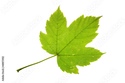 Sycamore maple leaf isolated on white