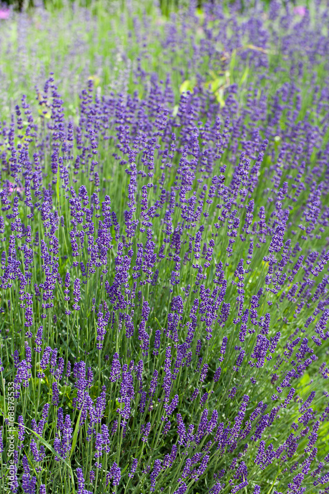 Obraz premium Garden with the flourishing lavender in France