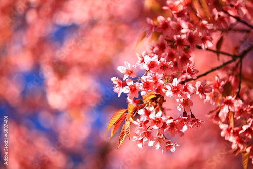 Cherry blossoms bloom in Thailand at Doi Inthanon national park 