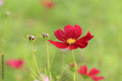 Cosmos flowers and buds