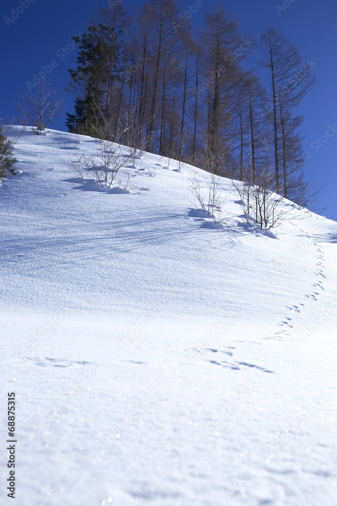 雪山の動物の足跡 雪山の動物の足跡