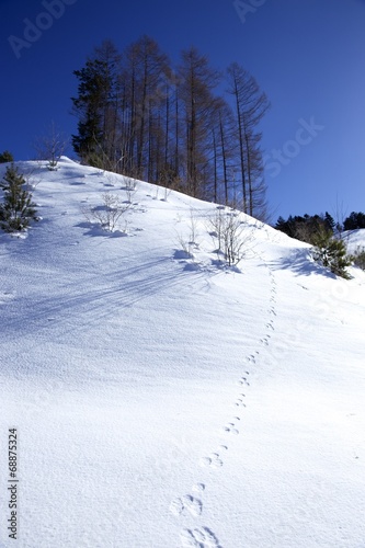 冬山の動物の足跡
