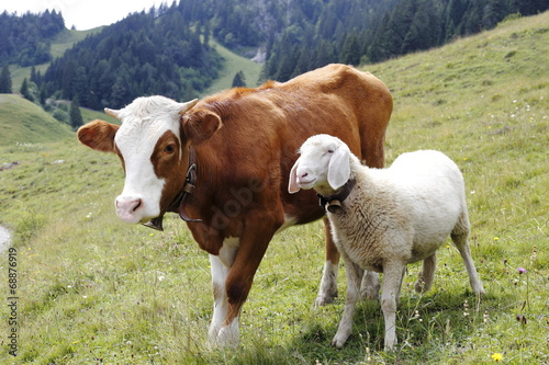 Kuh und Schaf
