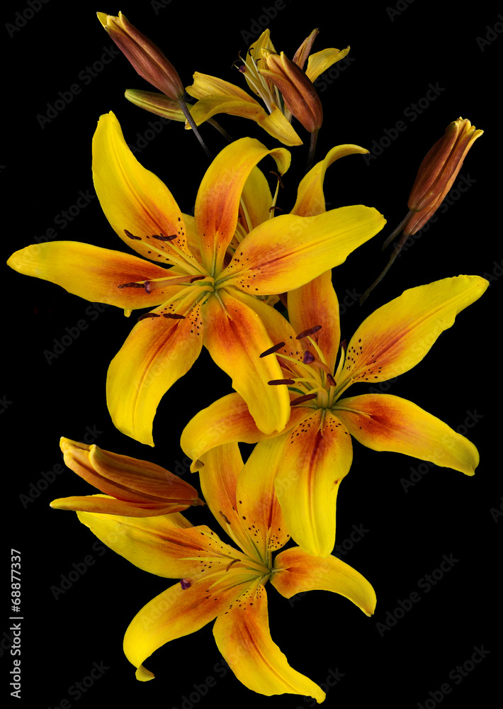 Fototapeta premium Yellow lilies