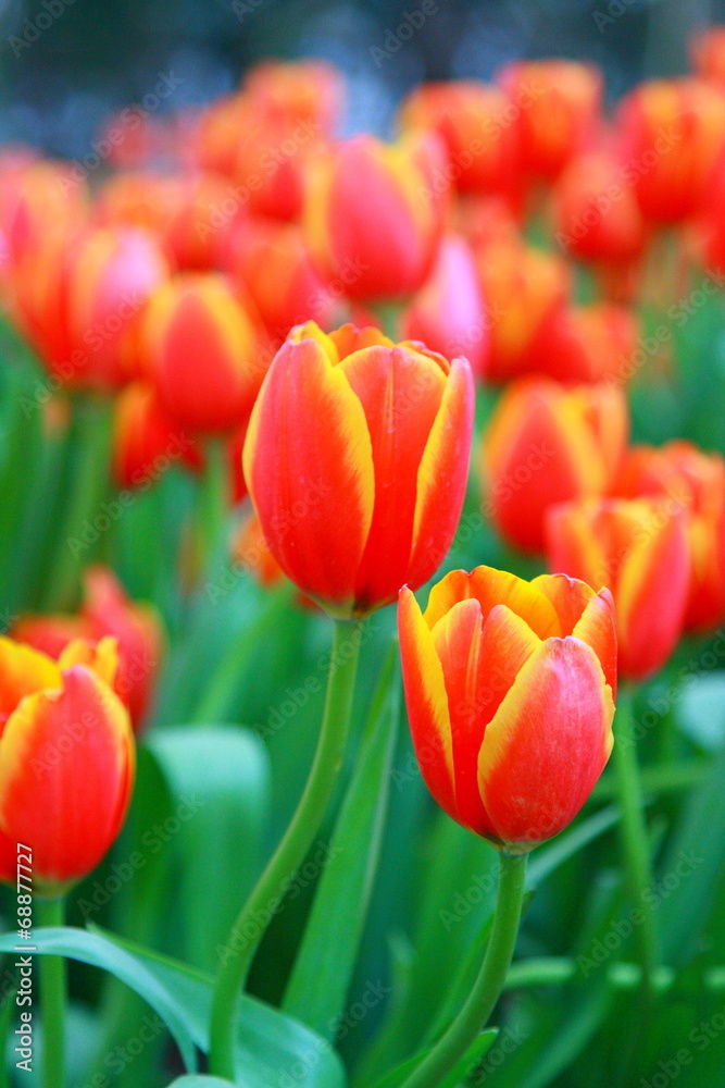 Obraz premium Orange Tulips