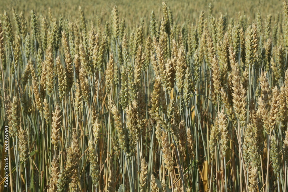 Wheat 1