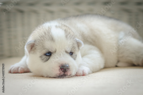 Close up on blue eyes of cute puppy