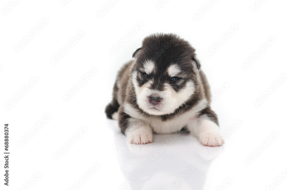 Angry Puppy