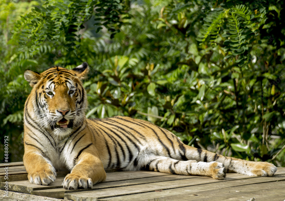 Obraz premium Tieger