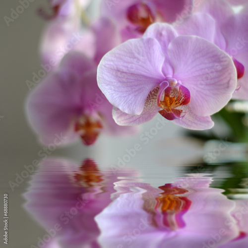 Orchid