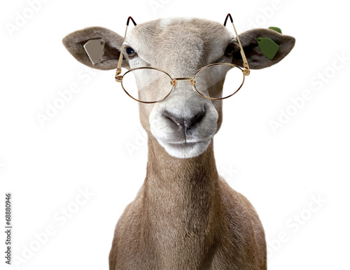 Ram wearing spectacles.