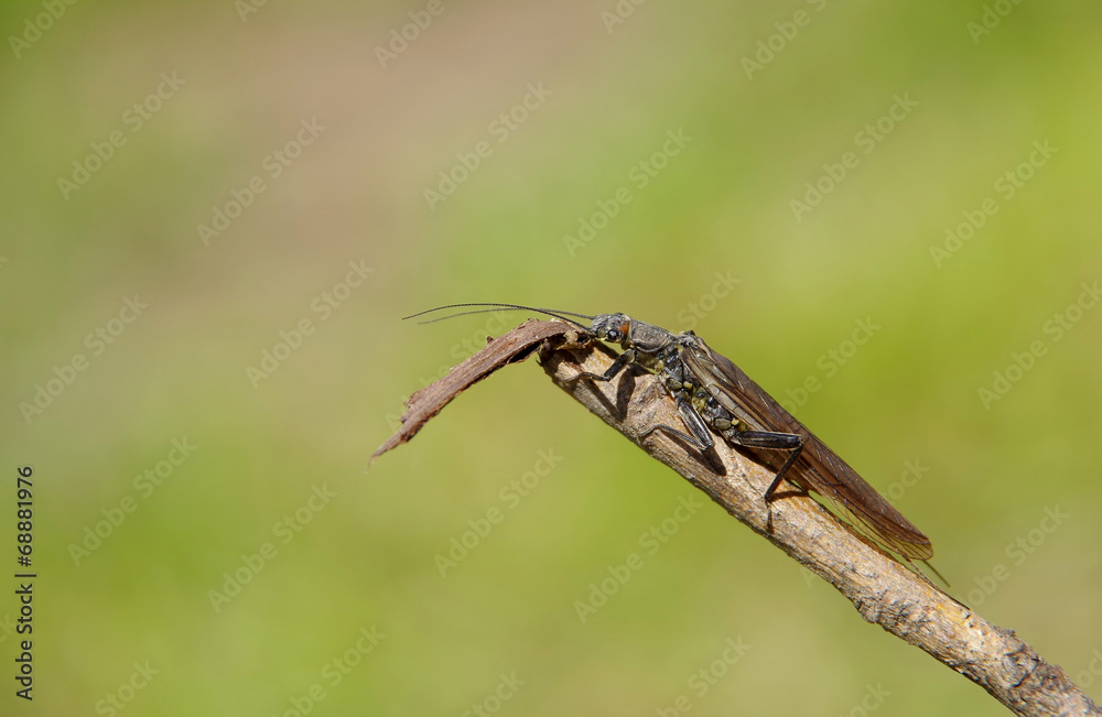 Fototapeta premium Beetle on a branch