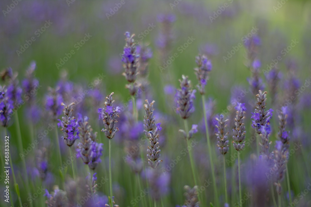 Obraz premium field of lavender with shallow focus