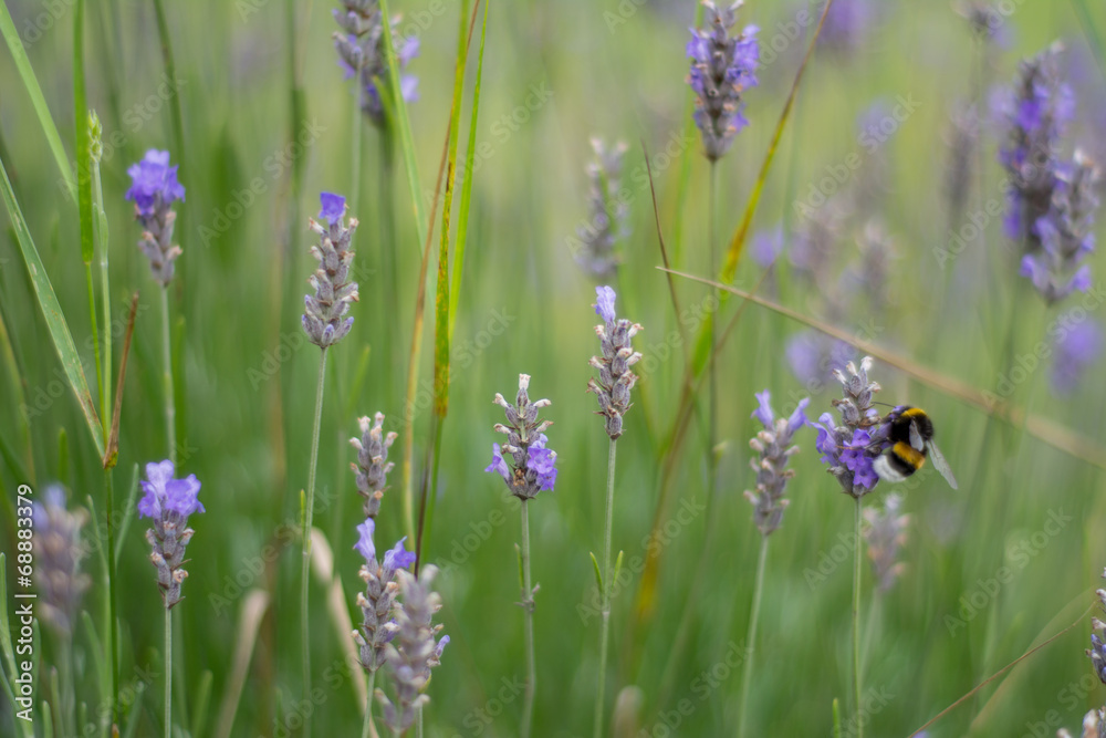 field of lavender with shallow focus field of lavender with shallow focus