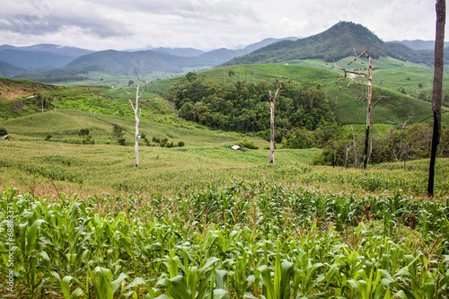 Corn fields in northern Thailand