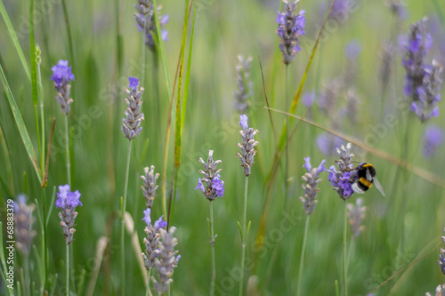 field of lavender with shallow focus