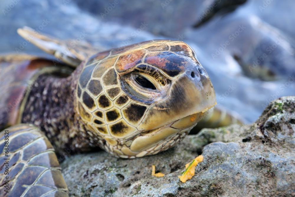 Obraz premium Turtle