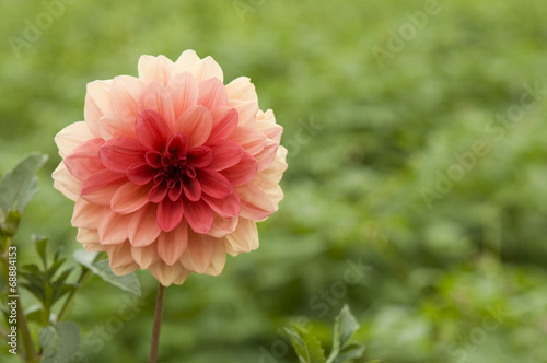 Red dahlia flower in the gardenRed dahlia flower