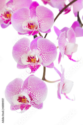 Fototapeta Naklejka Na Ścianę i Meble -  pink  orchid flowers branch close up
