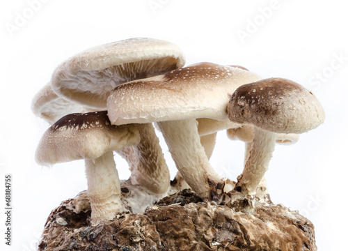 shiitake mushroom.