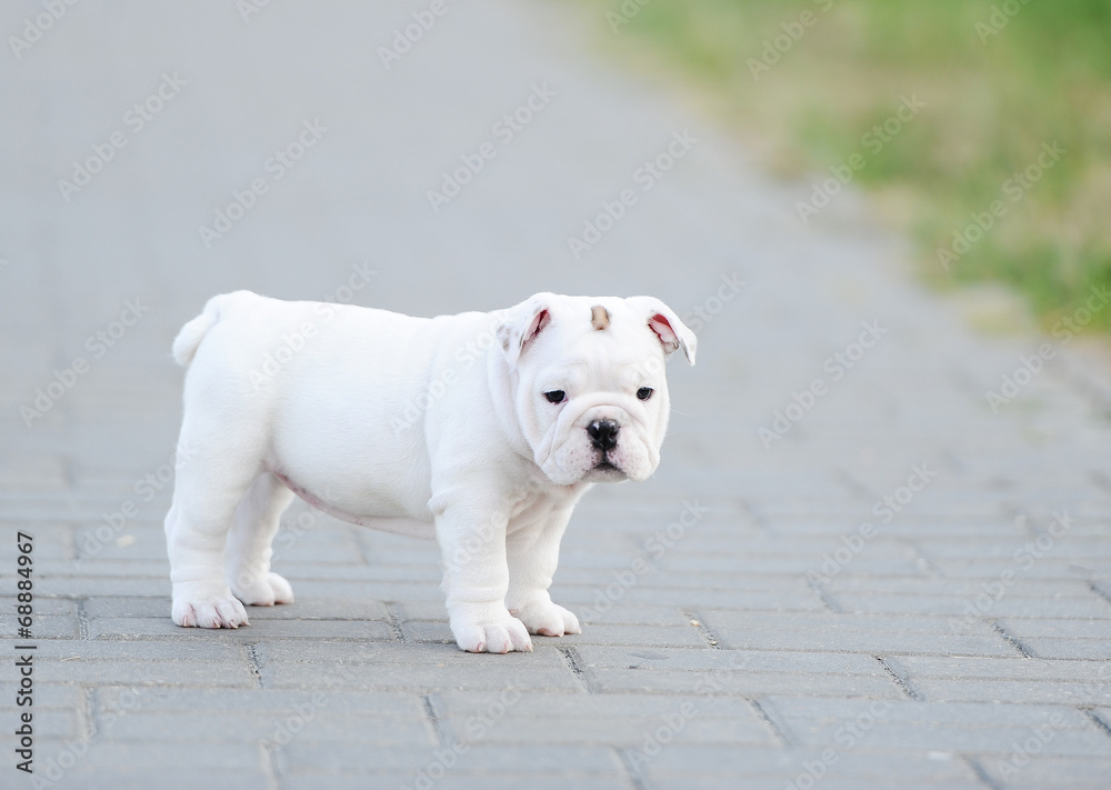 Puppy of an English bulldog