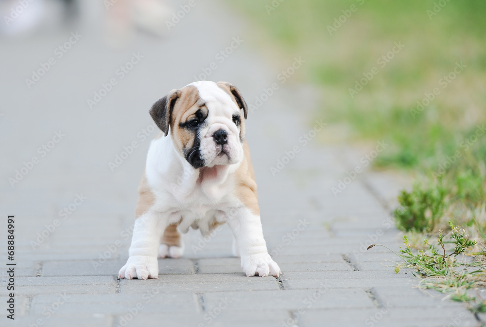 Puppy of an English bulldog