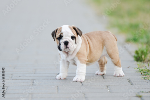 Fototapeta Naklejka Na Ścianę i Meble -  Puppy of an English bulldog