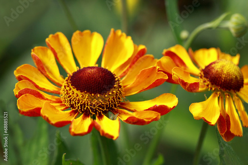 Helenium (solar herb) photo