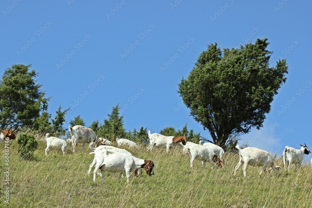 Fototapeta premium Burenziegen am Dörnberg