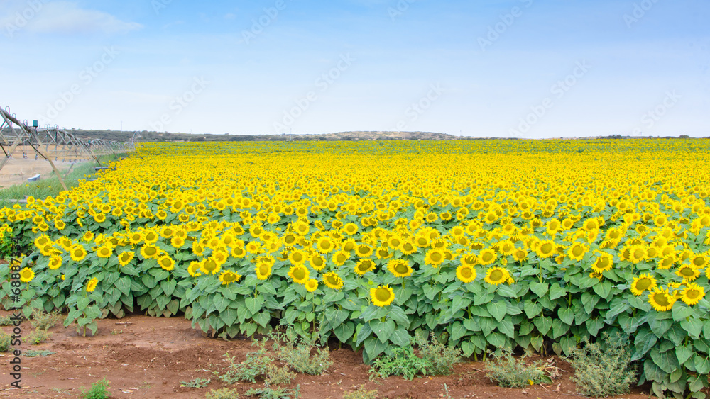 Sunflowers in the field III