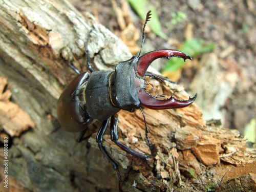 male horn-beetle photo