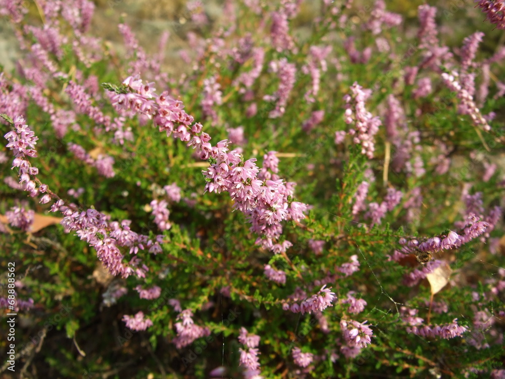 heather heather
