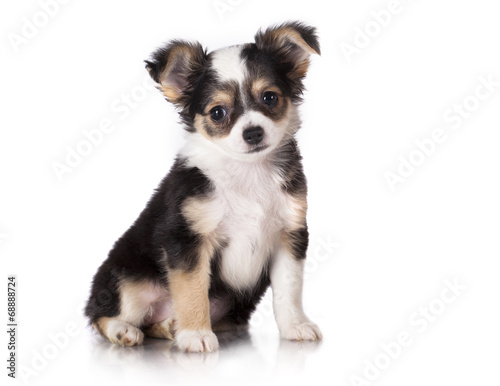 Chihuahua puppy sitting, looking at the camera © liliya kulianionak