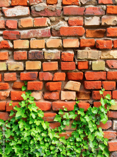 Ziegelstein Wand mit Efeu