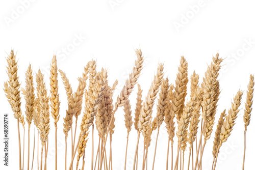 Espigas de cereal de trigo aisladas sobre fondo blanco cebada